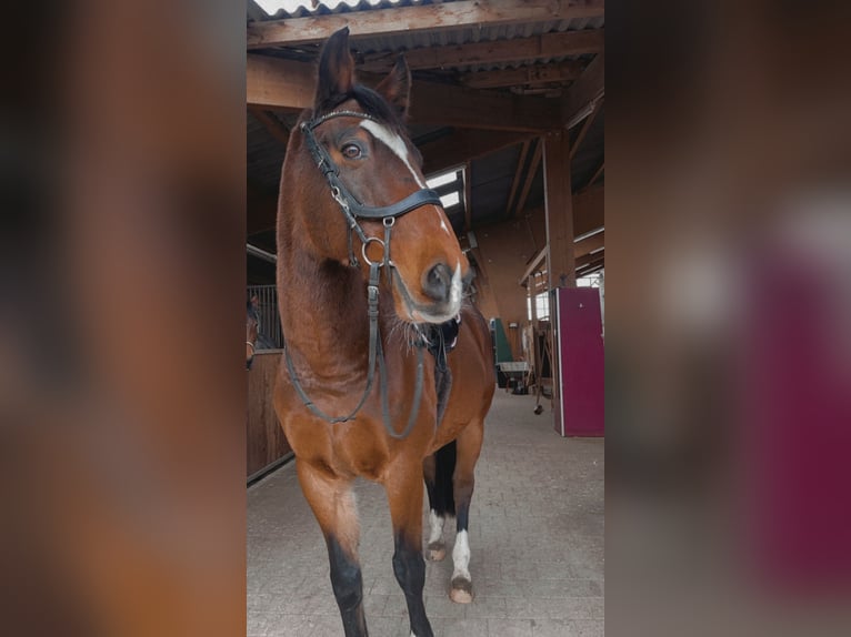 Württemberger Wallach 18 Jahre 160 cm Brauner in Kanzach