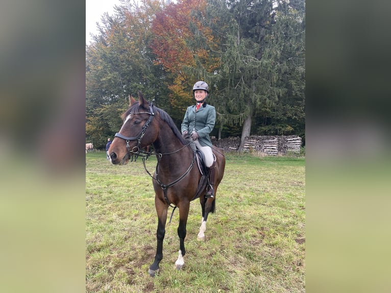 Württemberger Wallach 18 Jahre 160 cm Brauner in Kanzach