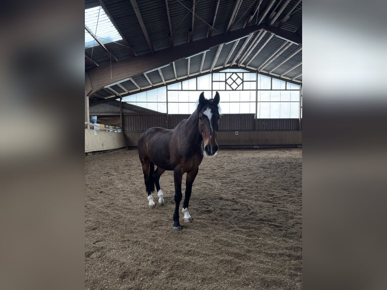 Württemberger Wallach 18 Jahre 160 cm Brauner in Kanzach