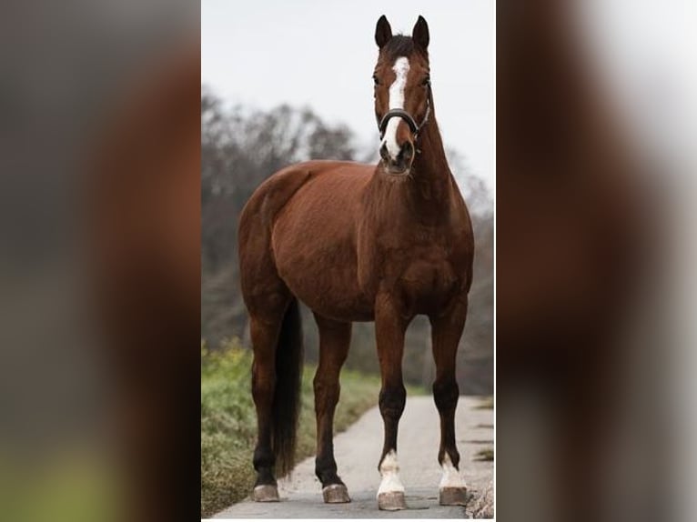 Württemberger Wallach 18 Jahre 178 cm Brauner in Niederstetten Württemberger Wallach 18 Jahre 178 cm Brauner in Niederstetten