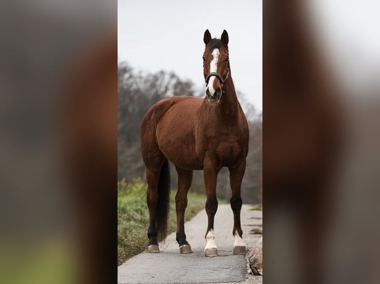Württemberger Wallach 18 Jahre 179 cm Brauner in Niederstetten