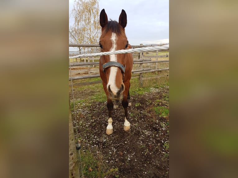 Württemberger Wallach 18 Jahre 179 cm Brauner in Niederstetten