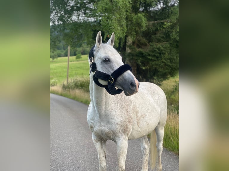 Württemberger Wallach 19 Jahre 165 cm Fliegenschimmel in Simonswald