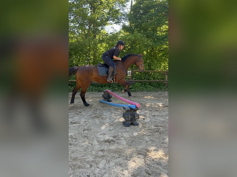 Württemberger Wallach 19 Jahre 168 cm Brauner in M&#xF6;mbris