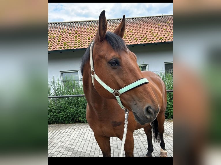 Württemberger Wallach 19 Jahre 168 cm Brauner in M&#xF6;mbris