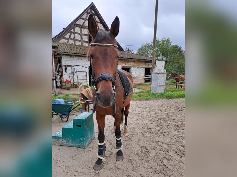 Württemberger Wallach 20 Jahre 172 cm Brauner in Allensbach