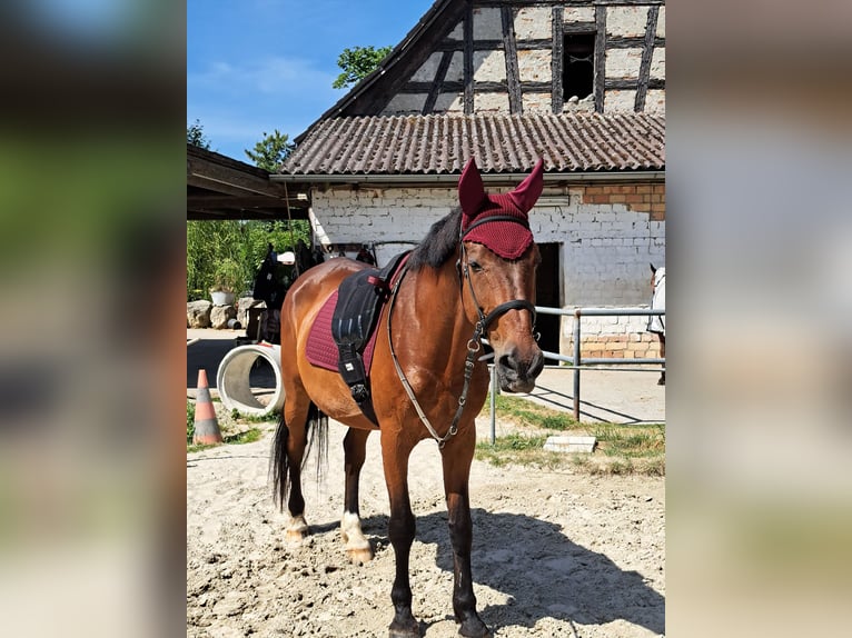 Württemberger Wallach 20 Jahre 172 cm Brauner in Allensbach