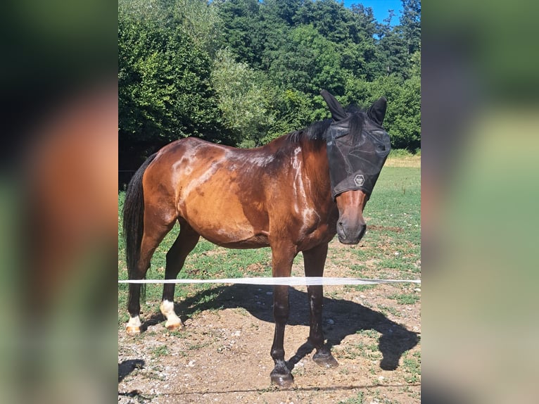 Württemberger Wallach 20 Jahre 172 cm Brauner in Allensbach