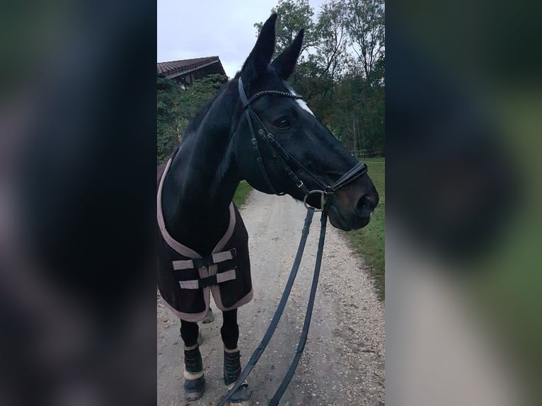 Württemberger Wallach 21 Jahre 175 cm in Stuttgart