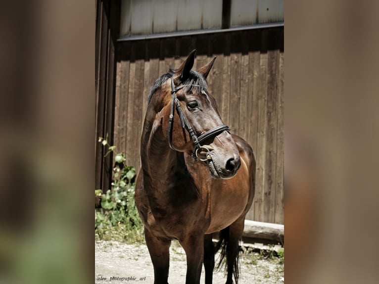 Württemberger Wallach 22 Jahre 176 cm Dunkelbrauner in Starnberg