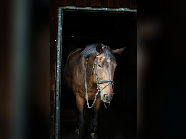 Württemberger Wallach 22 Jahre 176 cm Dunkelbrauner in Starnberg