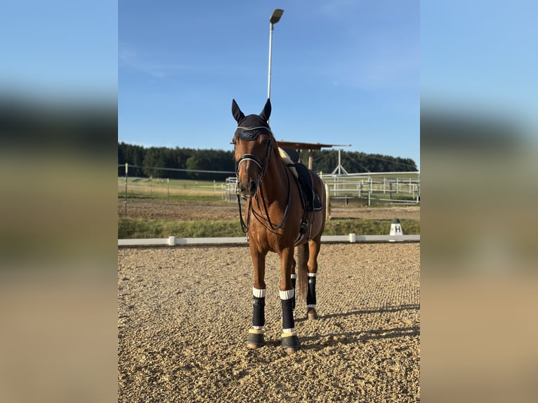 Württemberger Wallach 23 Jahre 170 cm Fuchs in Todtenweis