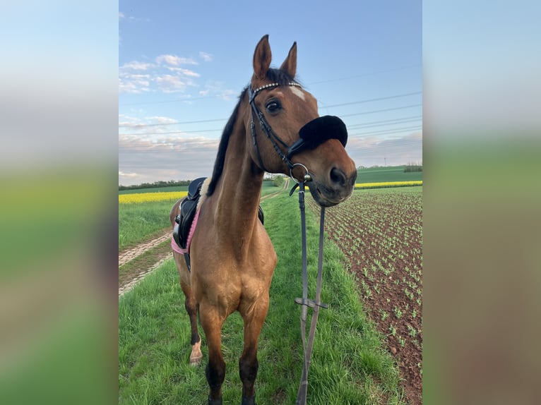 Württemberger Wallach 25 Jahre 170 cm Brauner in Mainz