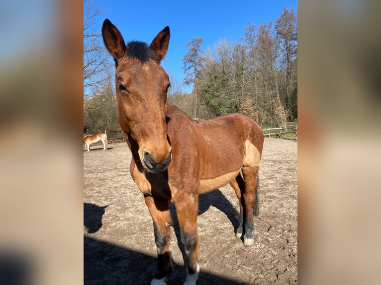 Württemberger Wallach 26 Jahre 165 cm Brauner in Schwarzach