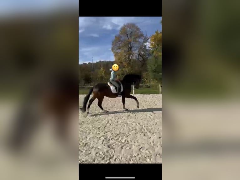 Württemberger Wallach 4 Jahre 173 cm Dunkelbrauner in Herbrechtingen