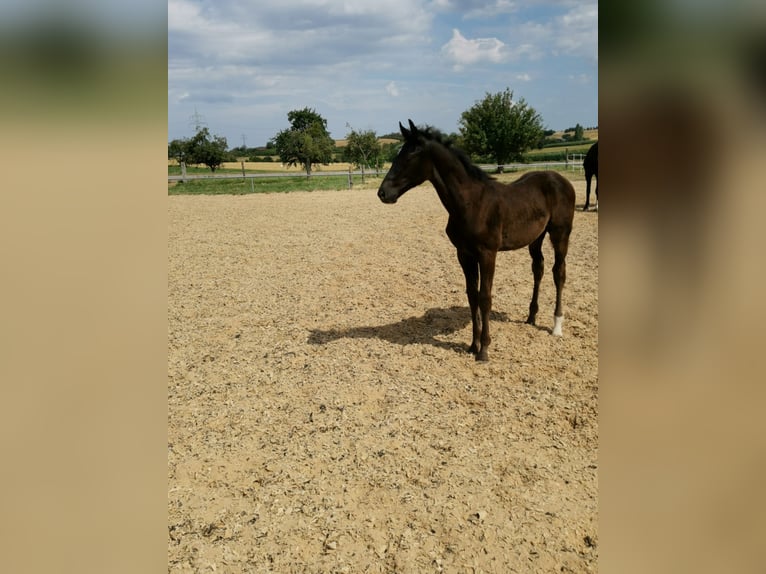 Württemberger Wallach 4 Jahre 176 cm in Wiernsheim