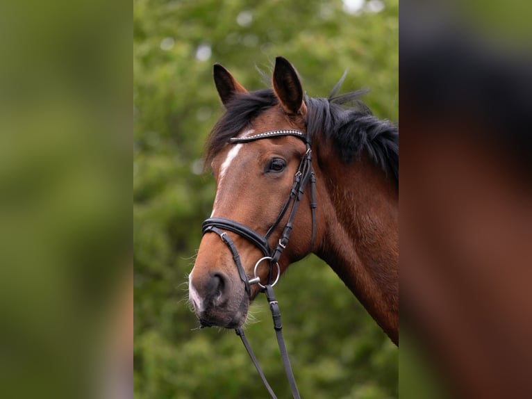 Württemberger Wallach 5 Jahre 175 cm Brauner in Kirchberg