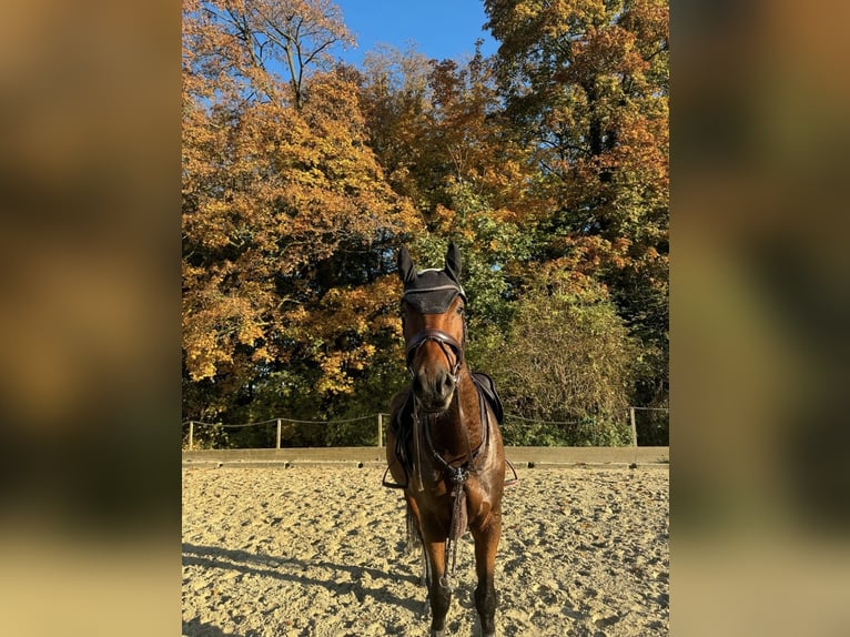 Württemberger Wallach 7 Jahre 178 cm Brauner in Steinheim