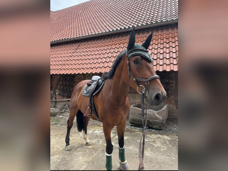 Württemberger Wallach 7 Jahre 178 cm Brauner in Steinheim