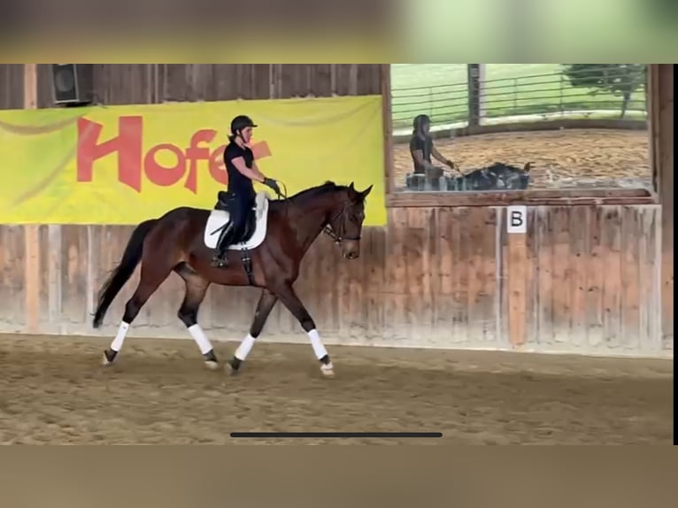 Württemberger Wallach 7 Jahre 185 cm Brauner in Lindau (Bodensee)