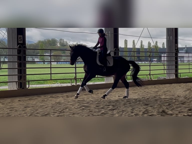 Württemberger Wallach 7 Jahre 185 cm Brauner in Lindau (Bodensee)
