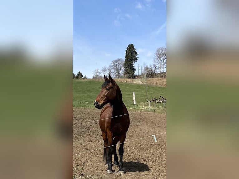 Württemberger Wallach 8 Jahre 157 cm Brauner in Friesach