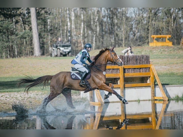 Württemberger Wallach 8 Jahre 174 cm Fuchs in Allmendingen