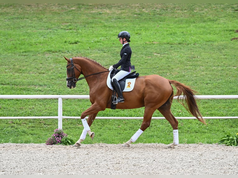 Württemberger Wallach 8 Jahre 174 cm Fuchs in Allmendingen