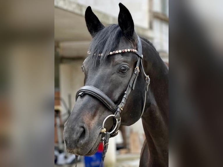 Württemberger Wallach 9 Jahre 174 cm Rappe in Horrenberg
