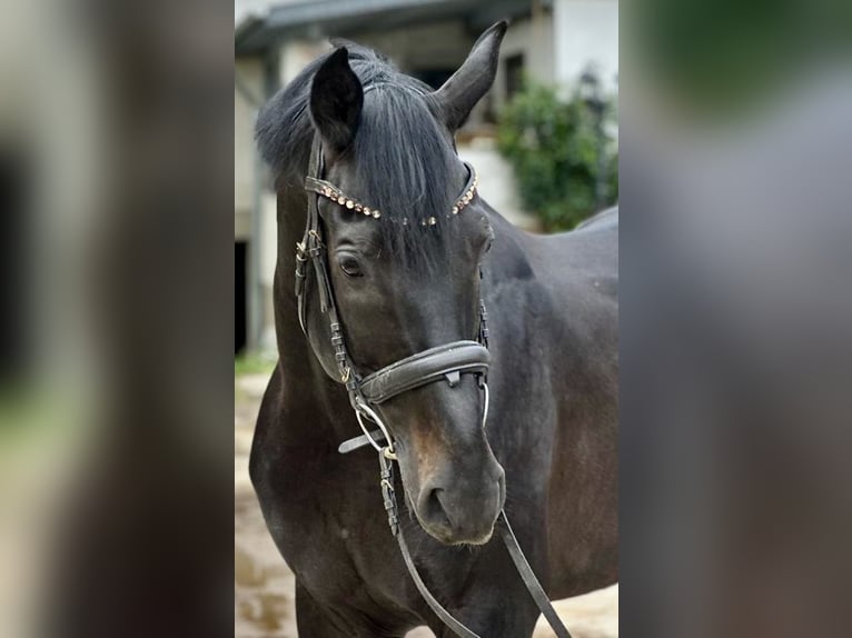 Württemberger Wallach 9 Jahre 174 cm Rappe in Horrenberg
