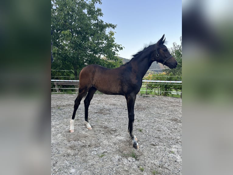 Wurttemberg-häst (Schwarzwaldhäst) Hingst Föl (05/2024) Mörkbrun in Neuffen