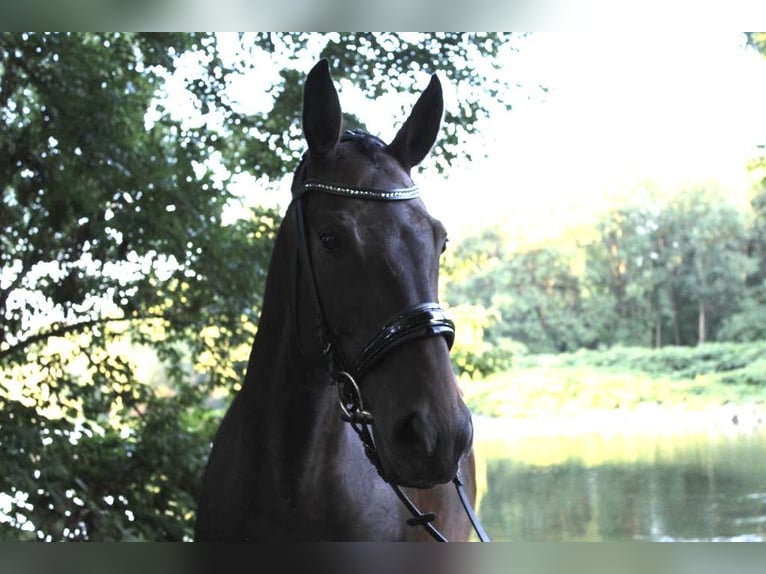 Wurttemberg-häst (Schwarzwaldhäst) Sto 13 år 160 cm Mörkbrun in Amstetten