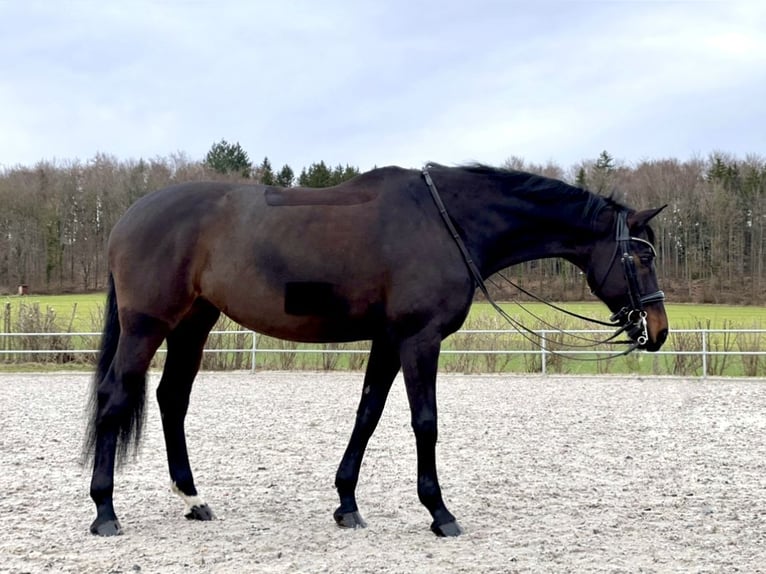 Wurttemberg-häst (Schwarzwaldhäst) Sto 15 år 168 cm Rökfärgad svart in Bad Schussenried