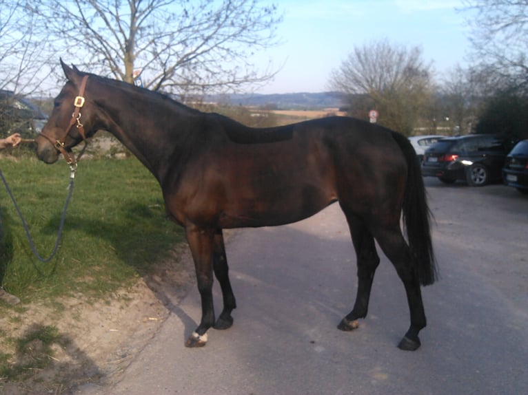 Wurttemberg-häst (Schwarzwaldhäst) Sto 17 år Rökfärgad svart in Ilsfeld