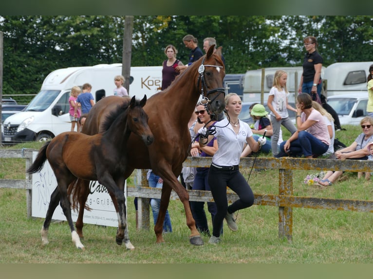 Wurttemberg-häst (Schwarzwaldhäst) Sto 6 år 170 cm Mörkbrun in Münster