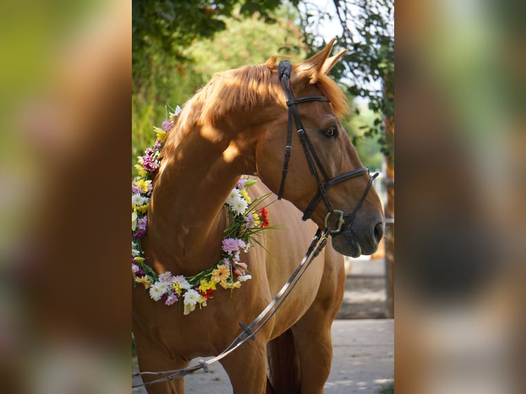 Wurttemberg-häst (Schwarzwaldhäst) Valack 14 år 185 cm fux in Hockenheim