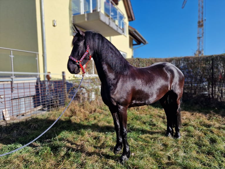 Wurttemberg-häst (Schwarzwaldhäst) Valack 19 år 173 cm Brun in Lorsch