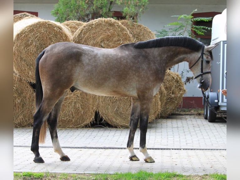 Wurttemberg-häst (Schwarzwaldhäst) Valack 5 år 175 cm in Gerolzhofen
