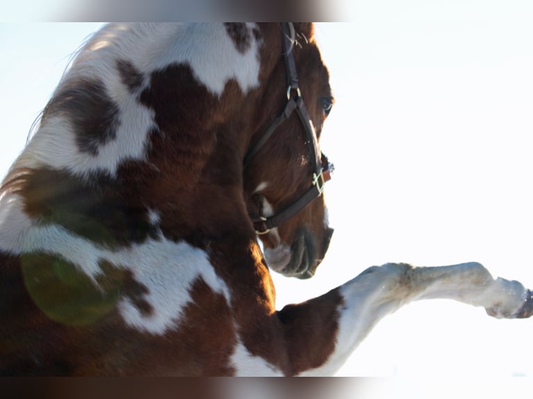 WYNNIN SILVER MINE Paint-häst Hingst Pinto in Hellenthal