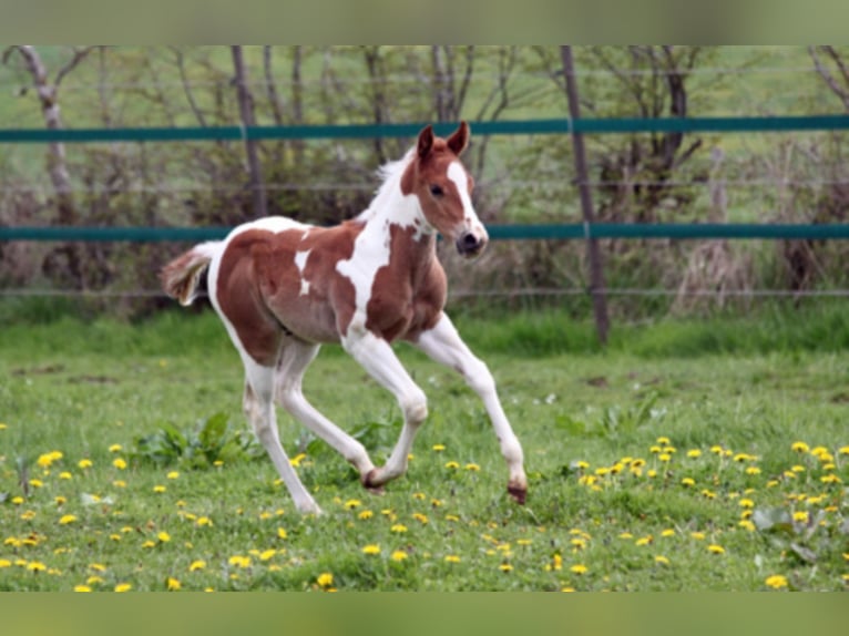 WYNNIN SILVER MINE Paint-häst Hingst Pinto in Hellenthal