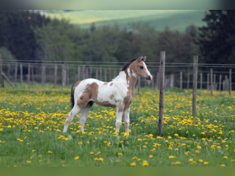 WYNNIN SILVER MINE Paint Horse Hengst Gevlekt-paard in Hellenthal