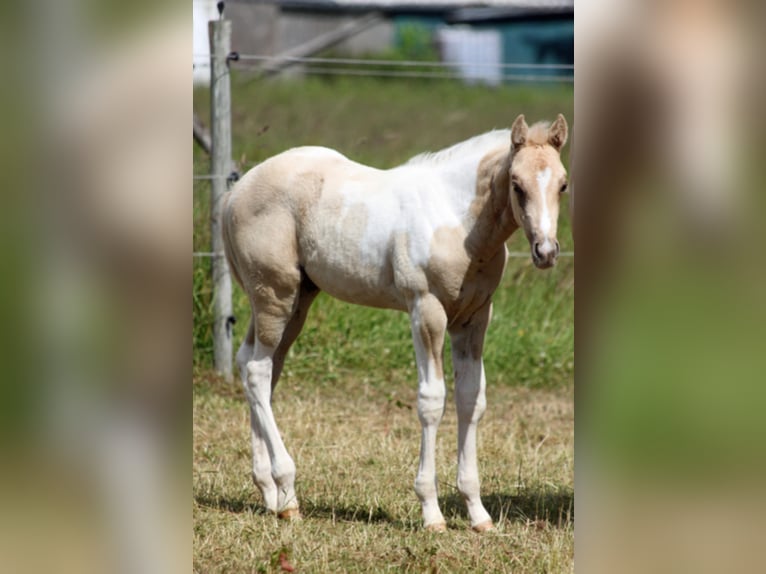 WYNNIN SILVER MINE Paint Horse Stallion Pinto in Hellenthal