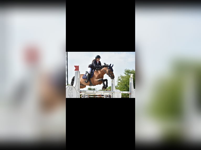 Zangersheide Caballo castrado 10 años 148 cm Castaño in Grenoble