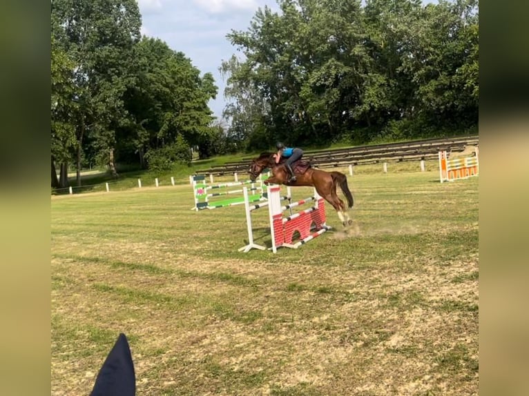 Zangersheide Caballo castrado 10 años 162 cm Alazán in Neuental