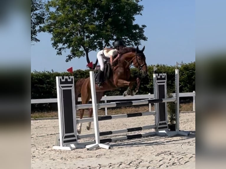 Zangersheide Caballo castrado 10 años 162 cm Alazán in Neuental