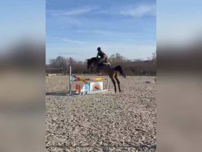 Zangersheide Caballo castrado 10 años 167 cm Castaño in Trooz