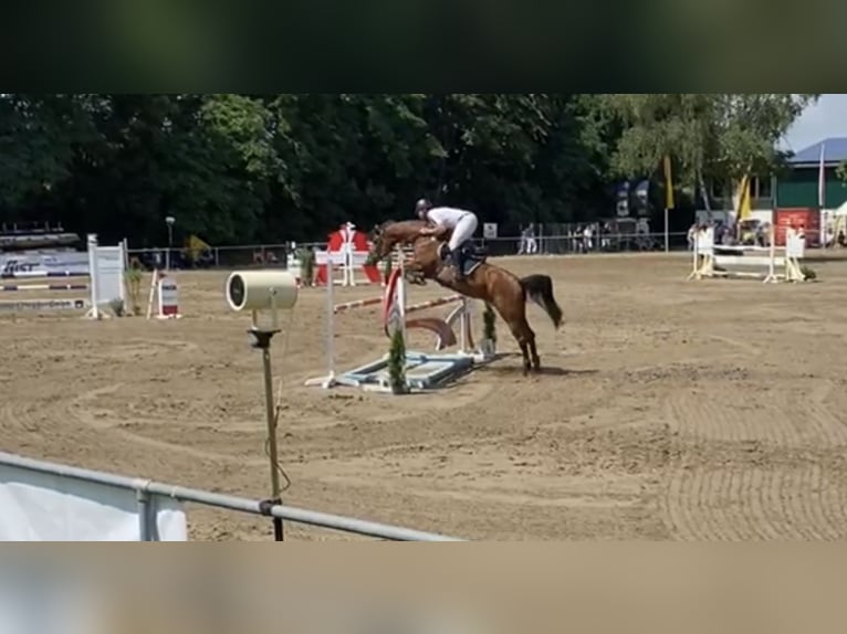 Zangersheide Caballo castrado 10 años 167 cm Castaño in Übach-Palenberg