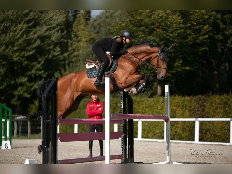 Zangersheide Caballo castrado 10 años 168 cm Castaño in Mannheim