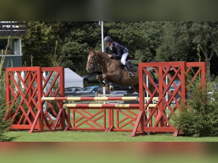 Zangersheide Caballo castrado 10 años 169 cm in Canterbury