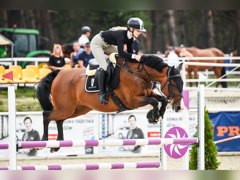 Zangersheide Caballo castrado 10 años 169 cm Castaño rojizo in SzczytnikiKórnik